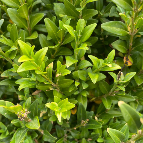 Buxus sempervirens 168800